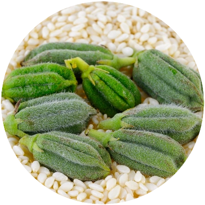 sesamum indicum pods on a bed of sesame seeds
